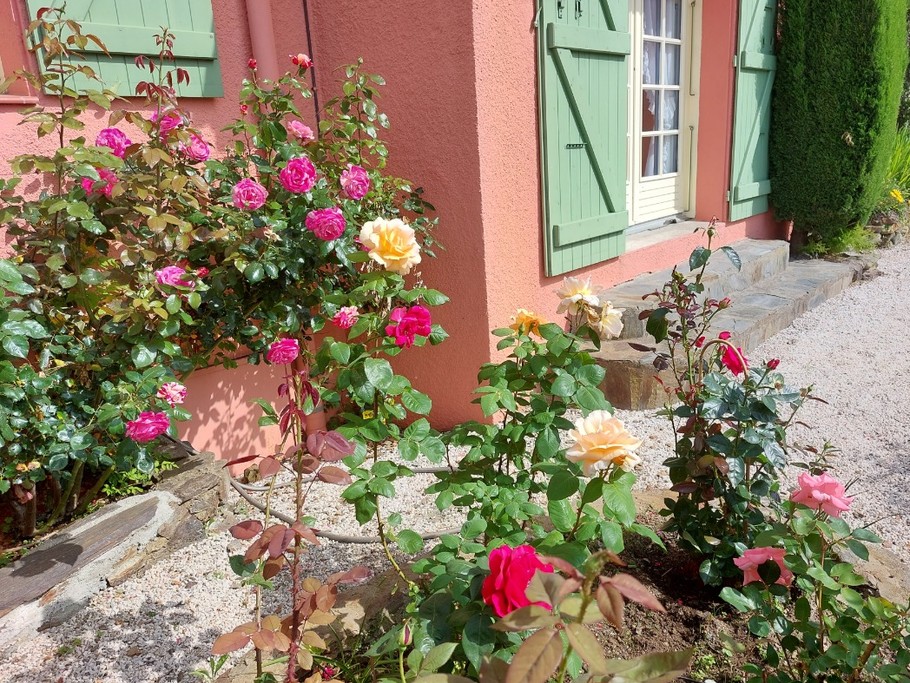 Massif de roses