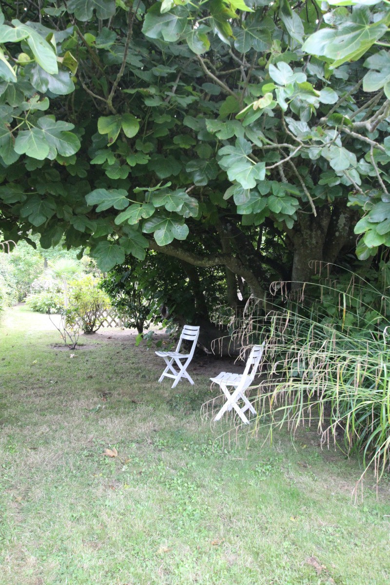 Pause détente sous le figuier