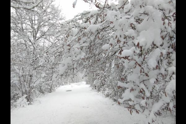 sous la neige