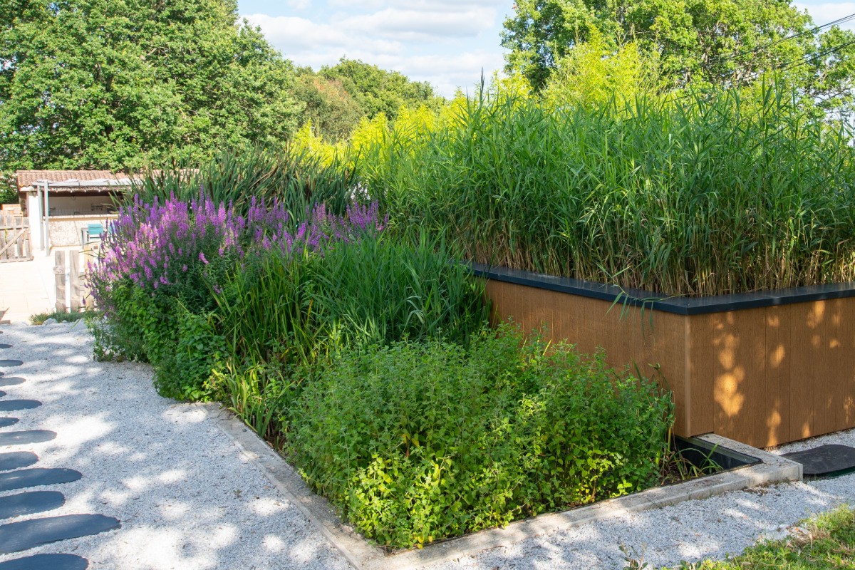 La phytoépuration - assainissement naturel, écologique et favorisant la biodiversité