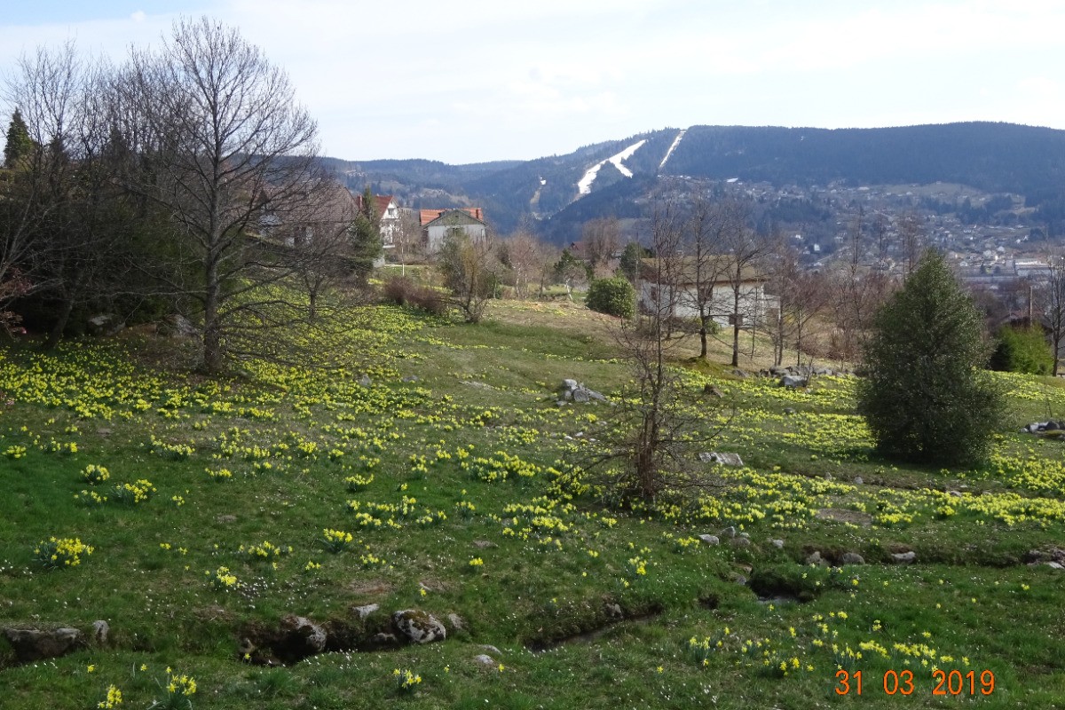 Le printemps, neige et jonquilles - Séjour à Gérardmer - Appartement proche du centre ville, entre lac et nature