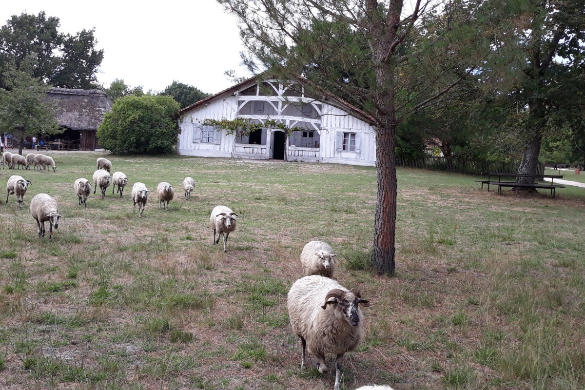 la maison de Marquèze et les moutons