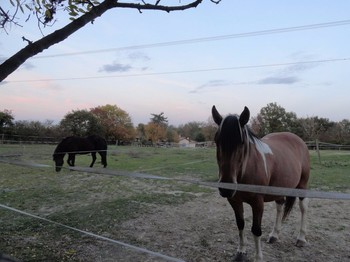 Ferme Passion - Ferme équestre