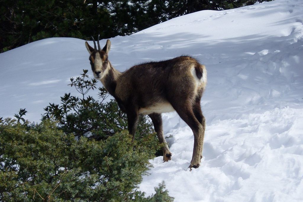 Vous le croiserez surement au dessus de Cauterets