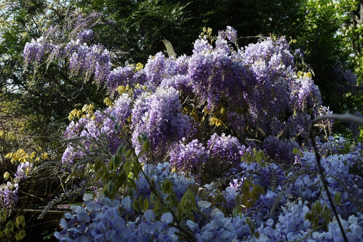 La glycine des Nymphéas
