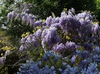 La glycine des Nymphéas