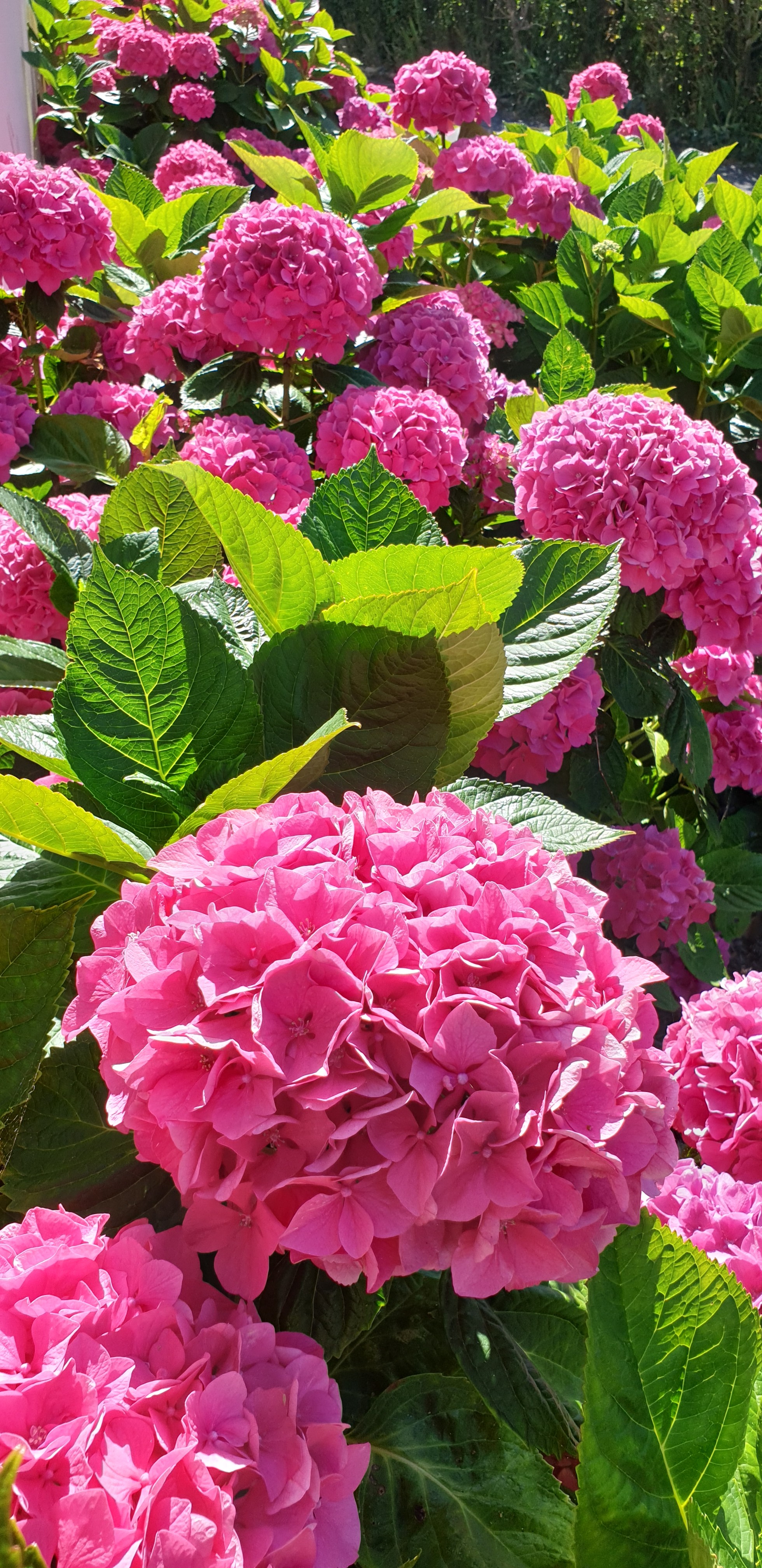 Les Hortensias