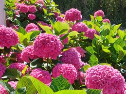 Les Hortensias