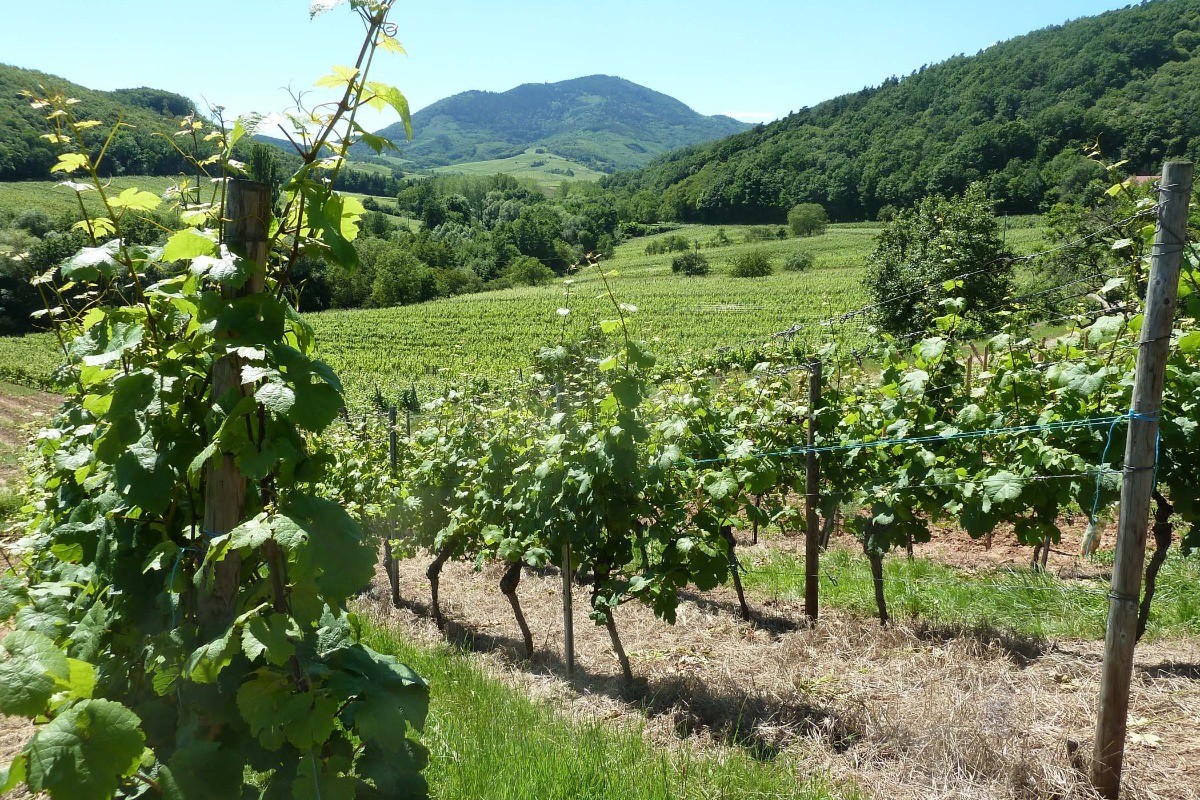 Vue sur le vignoble et l'Ungersberg