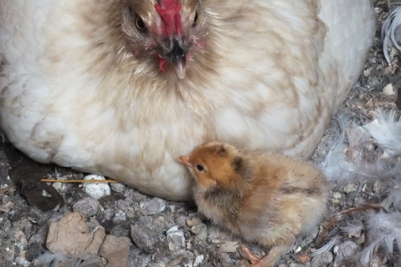 C'est trooooooop mignon!