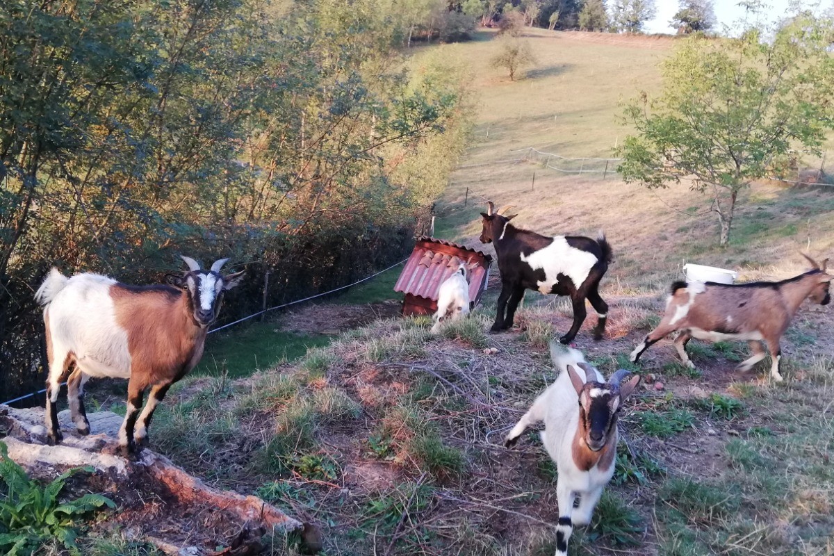 Nos 5 chèvres naines