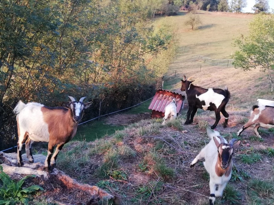 Nos 5 chèvres naines
