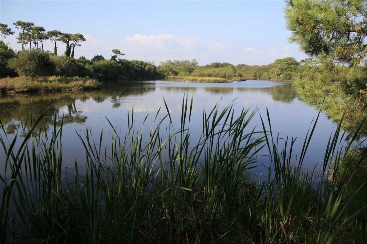 Le marais de Mousterlin
