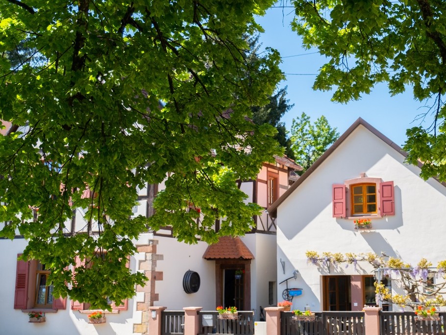 Le gîte et les tilleuls