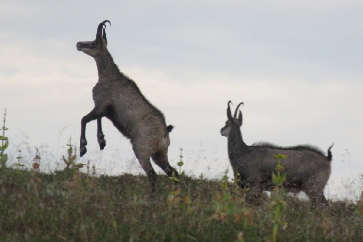 les chamois visibles au hohneck