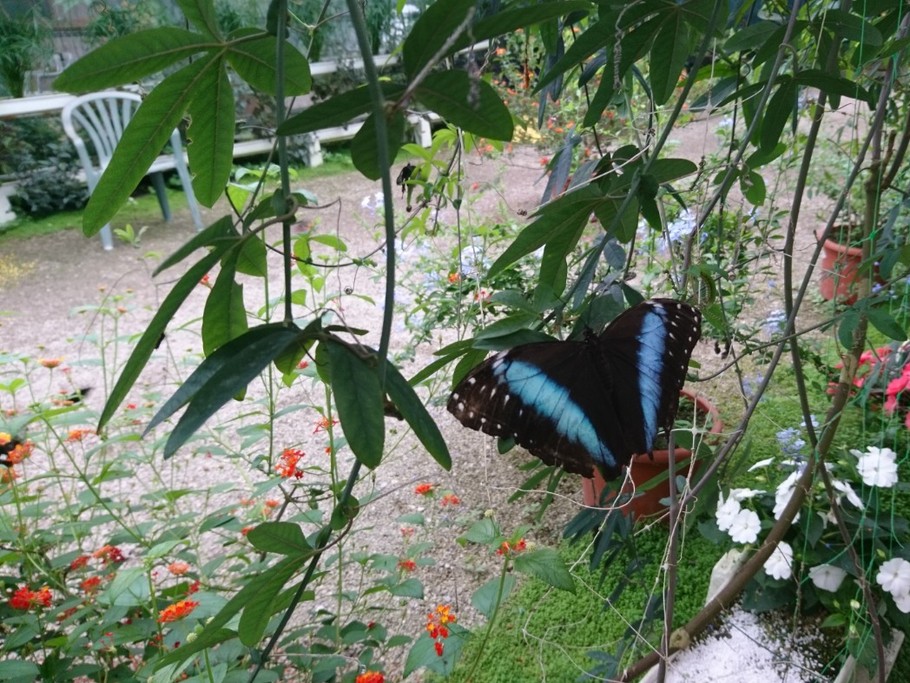 La ferme aux papillons Die