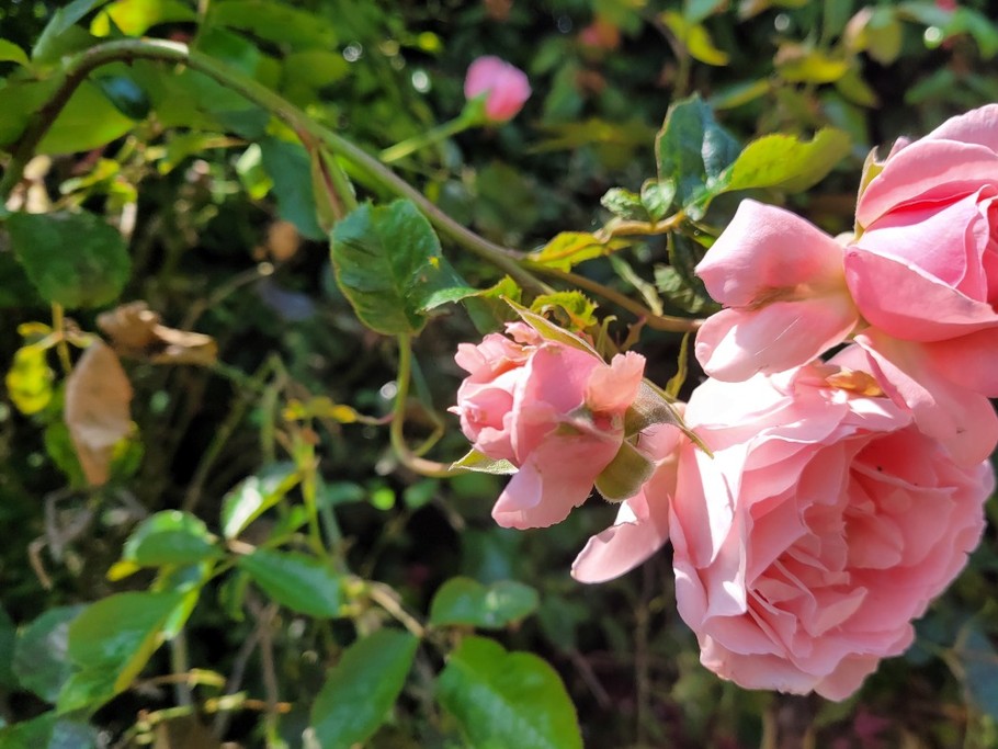 Chambre d'hôtes Clévacances, Ploluha, chez M. et Mme Mac Lachlan, le jardin détail