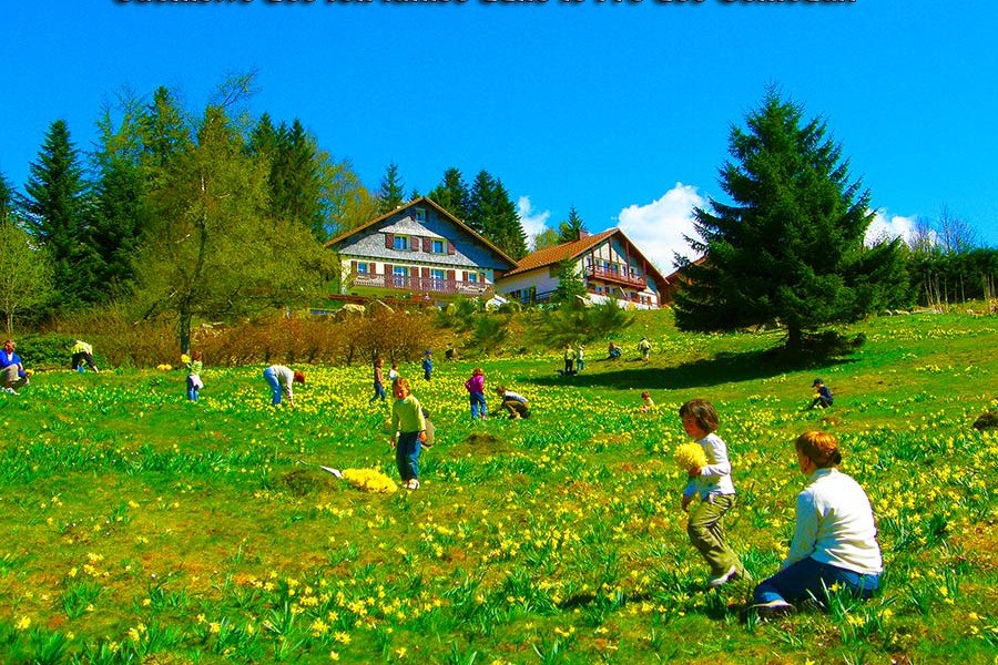 les jonquilles dans notre pré