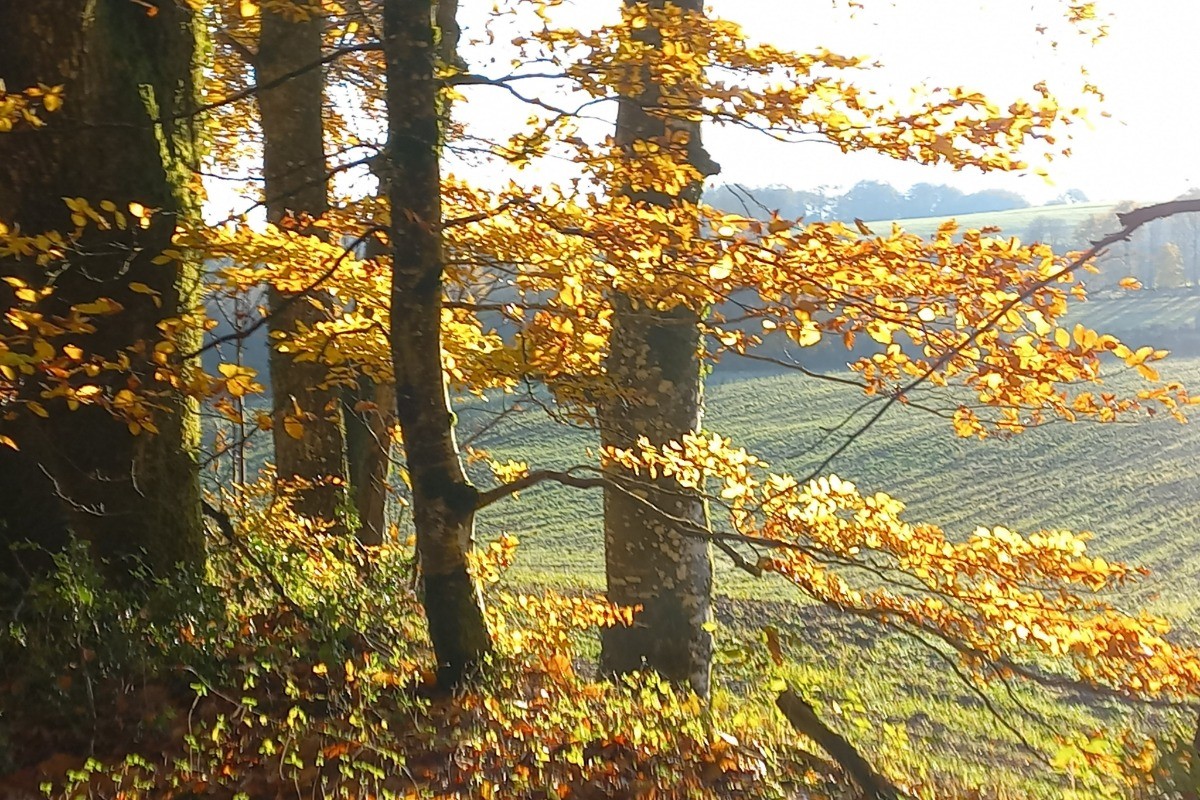 bois de chardet