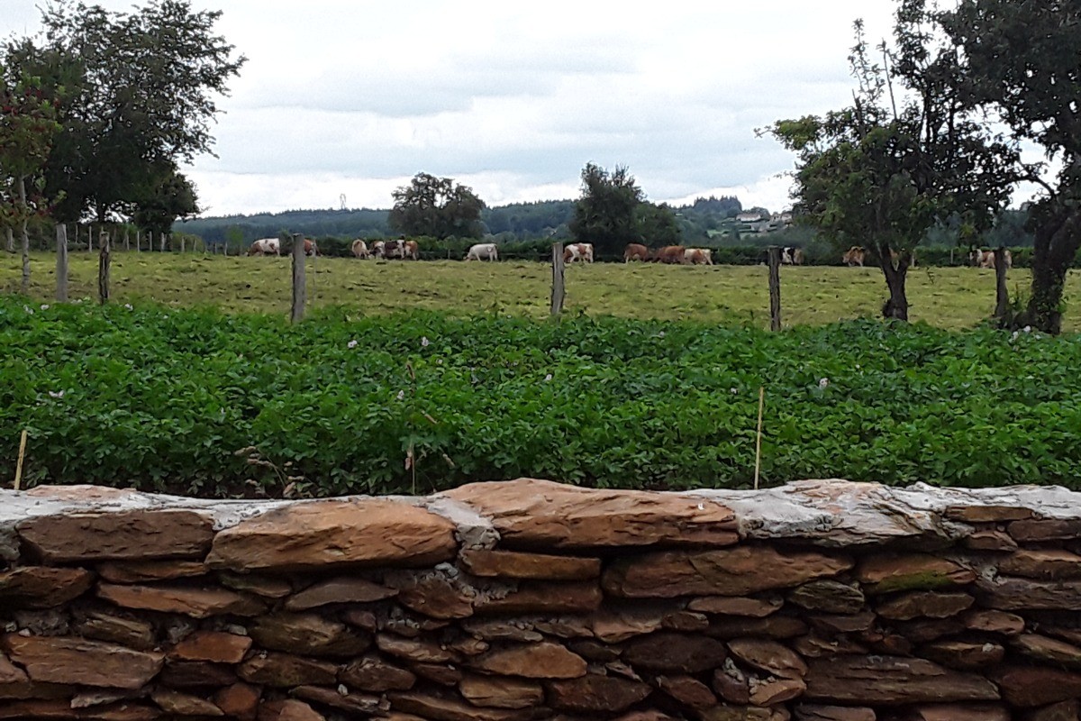 vue sur la campagne et nos amies les vaches