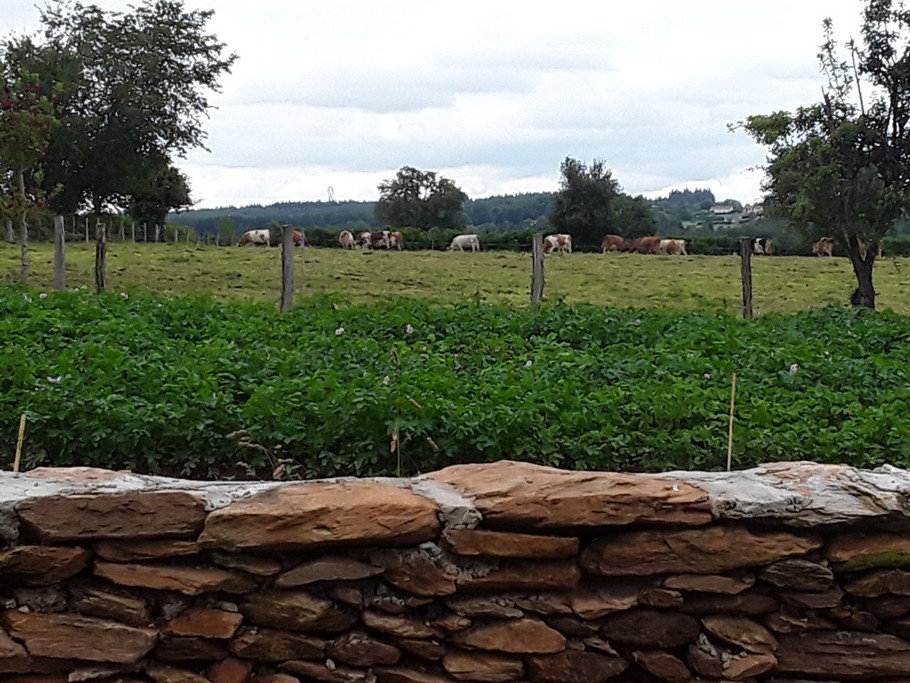 vue sur la campagne et nos amies les vaches