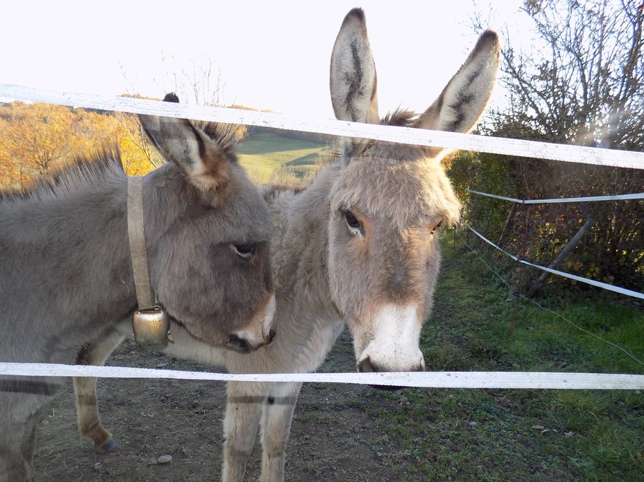 Tarn, Occitanie, nos ânes