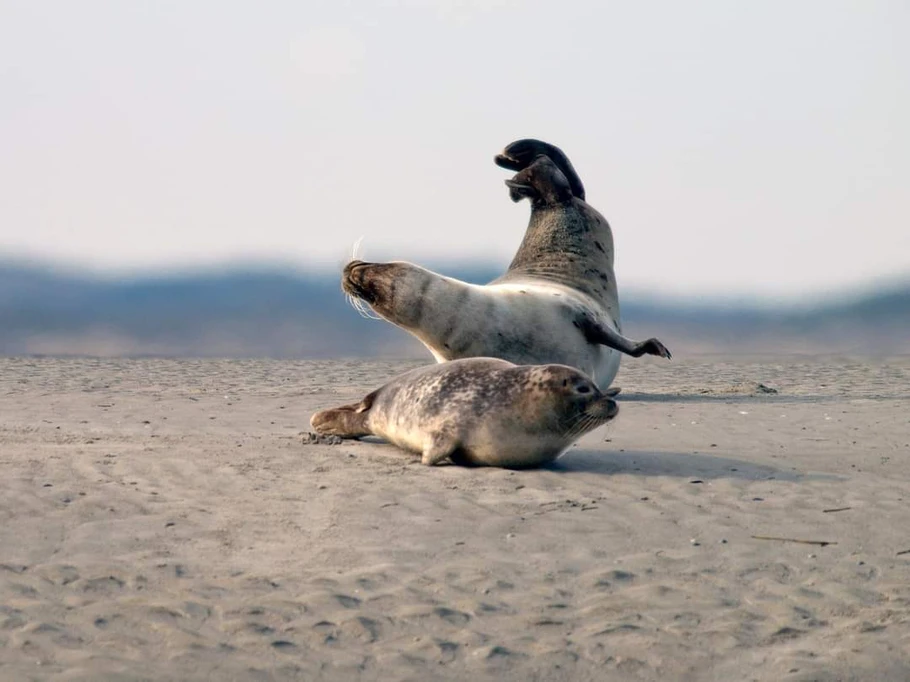LES PHOQUES DE LA BAIE D'AUTHIE