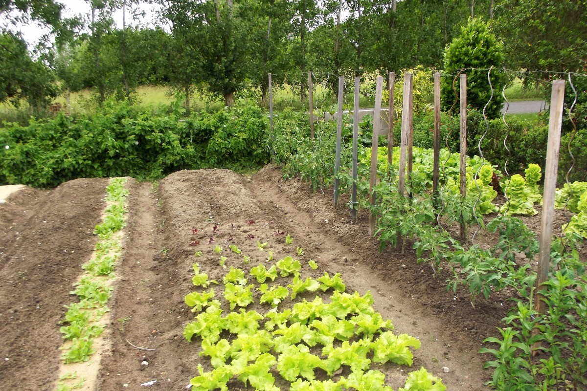 les légumes du jardin depuis la porte de la cuisine