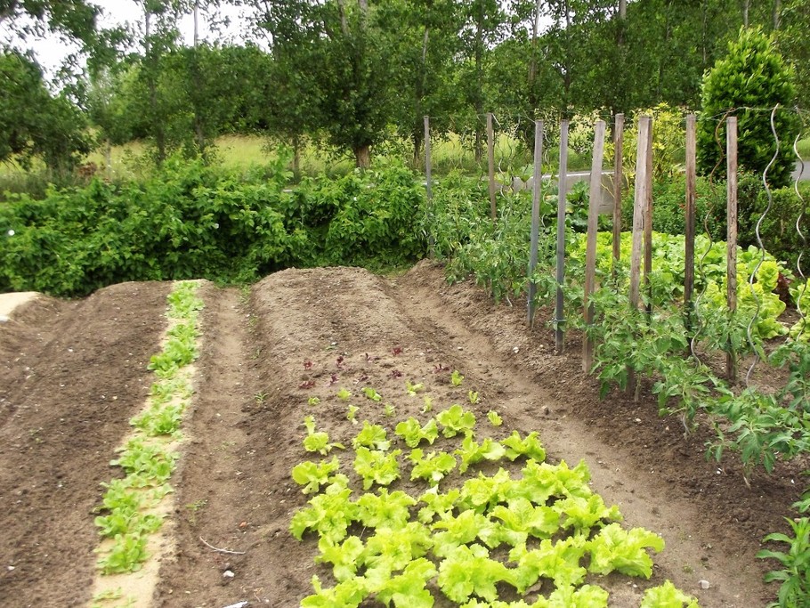 les légumes du jardin depuis la porte de la cuisine