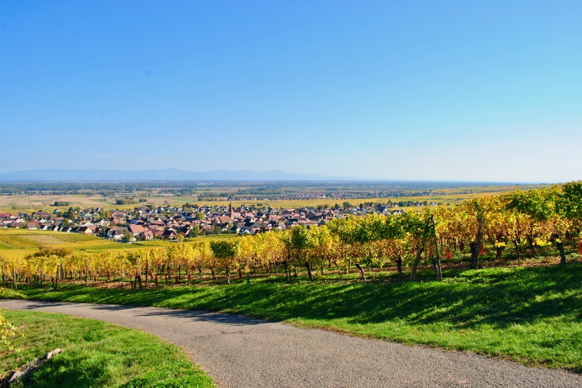 Au 1er plan, le vignoble, au second plan Wettolsheim avec son cloché au milieu et en arrière plan Colmar puis le massif de la Forêt-Noire en Allemagne.