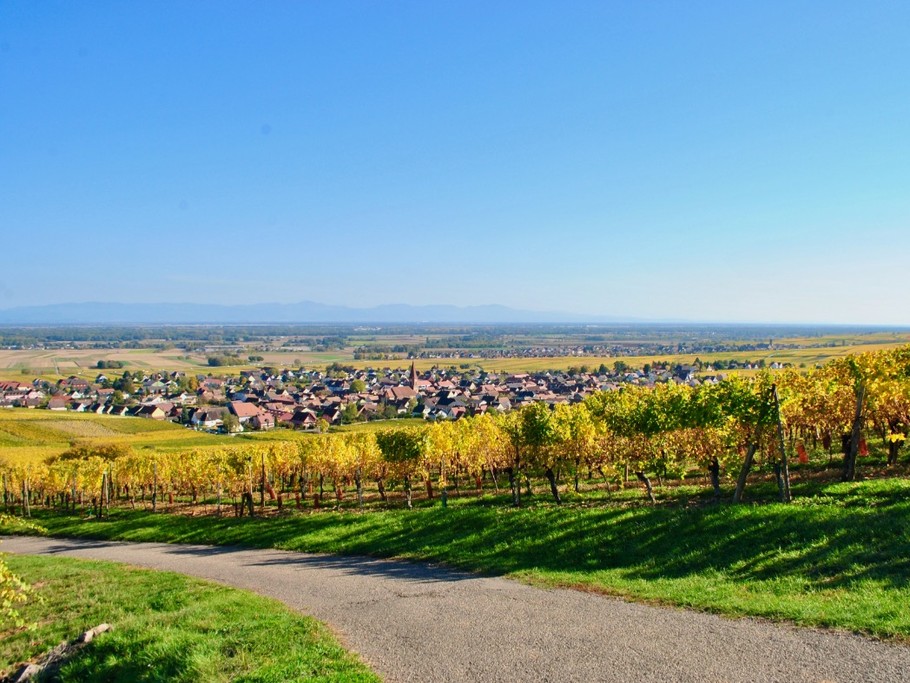 Au 1er plan, le vignoble, au second plan Wettolsheim avec son cloché au milieu et en arrière plan Colmar puis le massif de la Forêt-Noire en Allemagne.