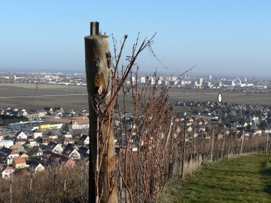 Wintzenheim  au loin COLMAR