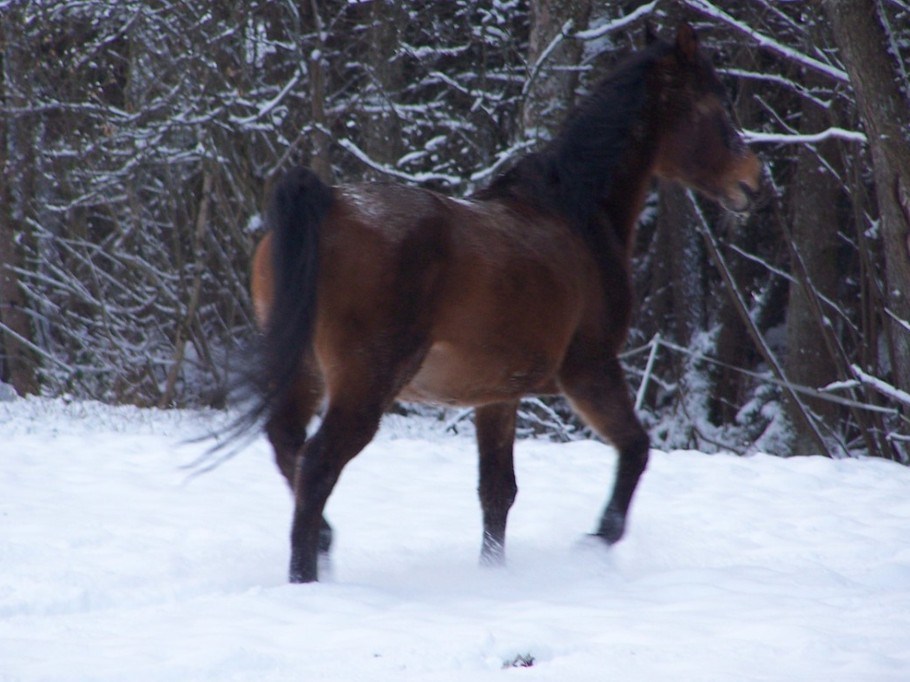 Accueil équestre - Gites de Ban Appartement Salamandre