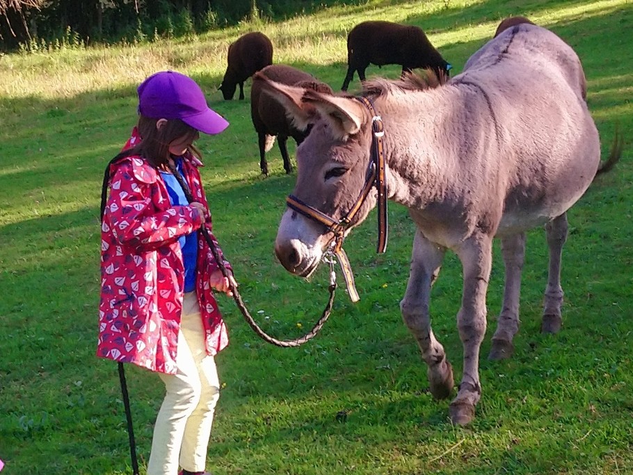 Zoén l'âne du Gîte d'Epizol