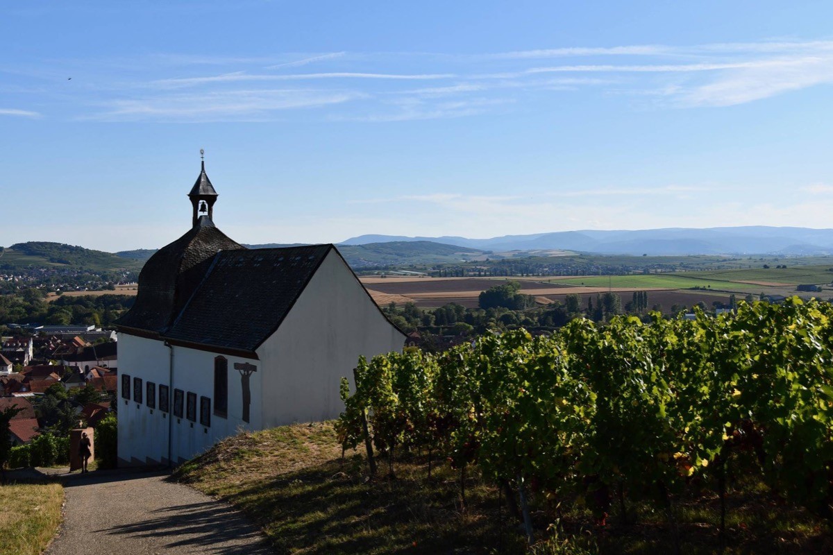 Balade dans le vignoble de Marlenheim à 5 minutes du gîte