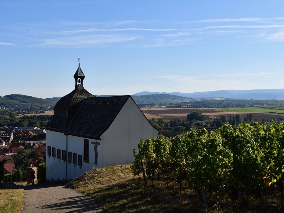 Balade dans le vignoble de Marlenheim à 5 minutes du gîte