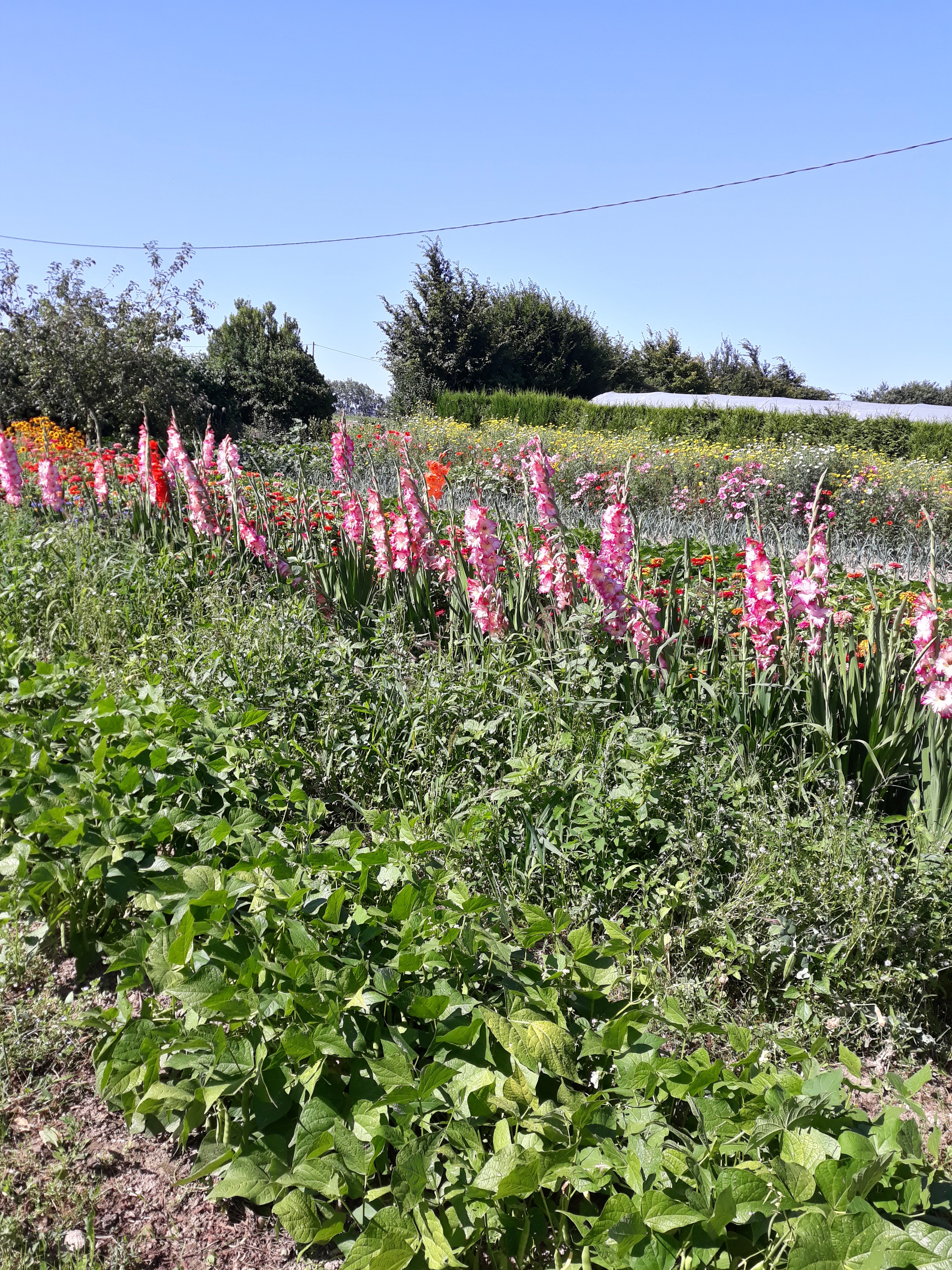 jardin fleuri