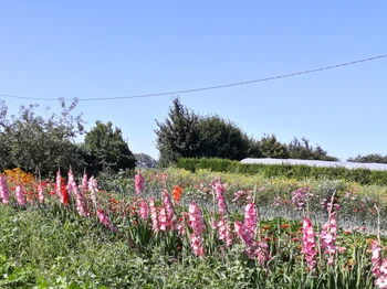 jardin fleuri
