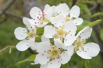 Fleurs de poirier, promesse de futures tartes et confitures