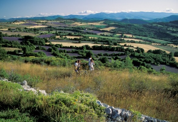 lavande