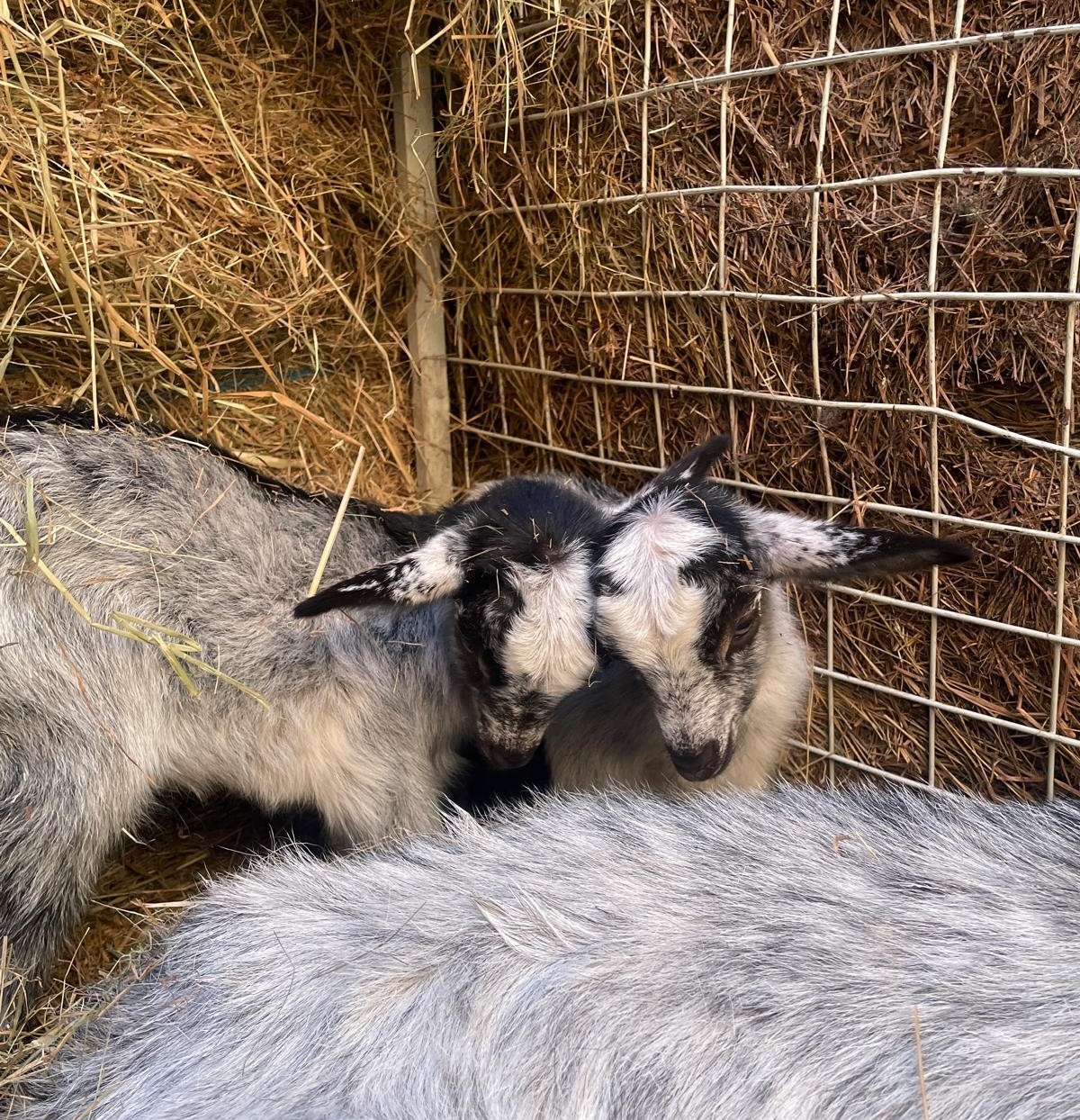 Animaux de la ferme - îte de groupe Chevreuil au domaine Les Sources Folles
