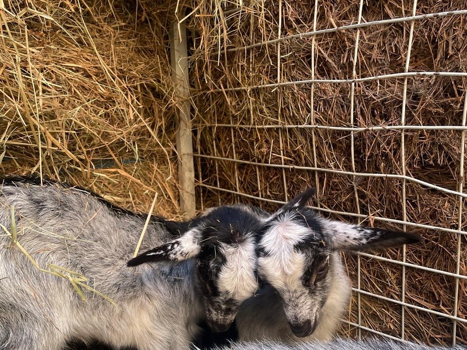 Animaux de la ferme - îte de groupe Chevreuil au domaine Les Sources Folles