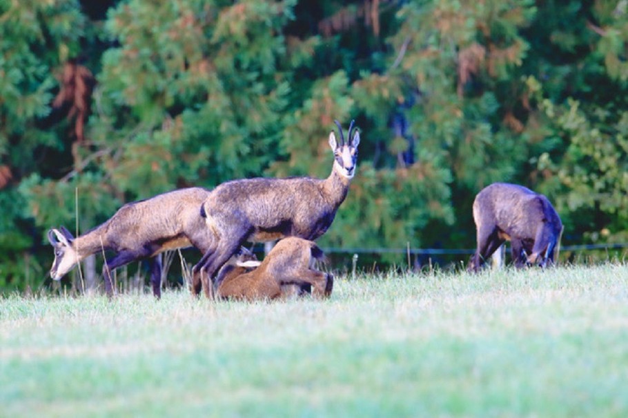 Les habitants du parc