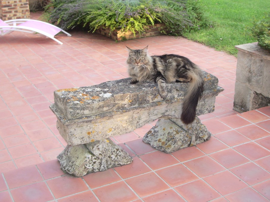 nos amis à quatre pattes