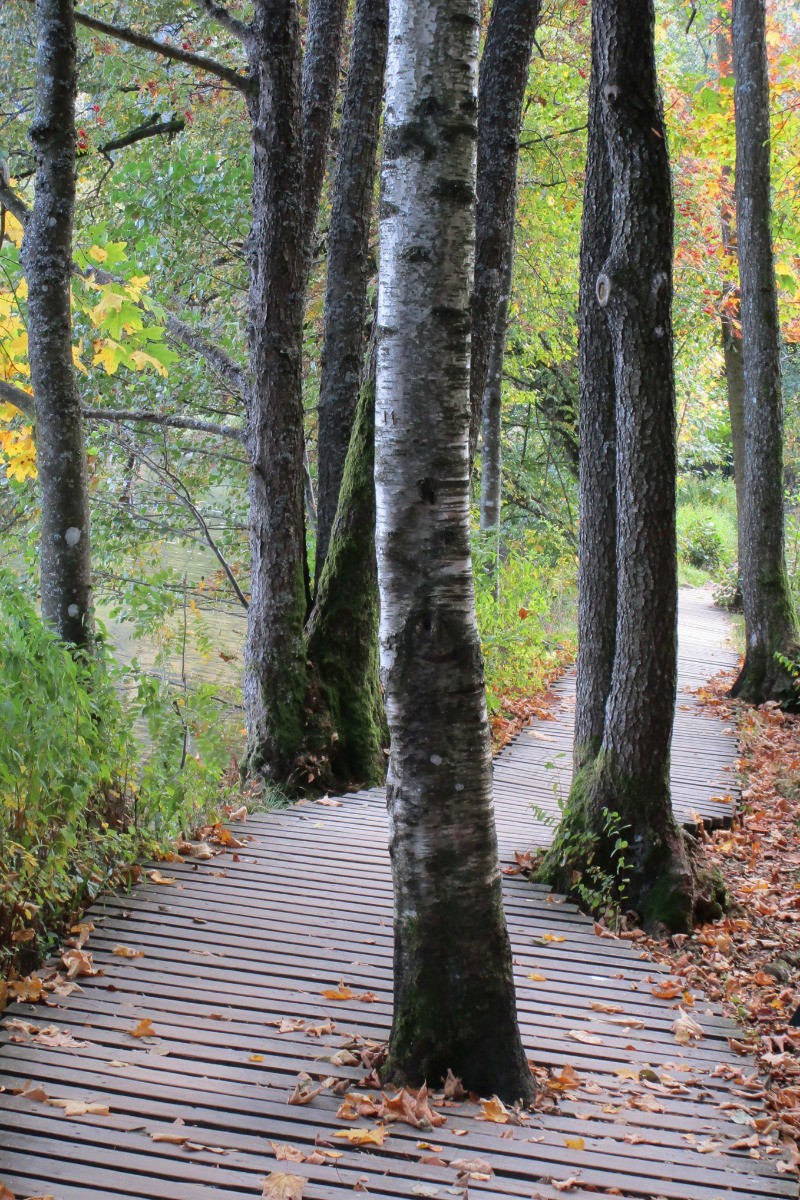 Promenade autour du lac de Gérardmer - Appartement "Blanc Bois" à Gérardmer