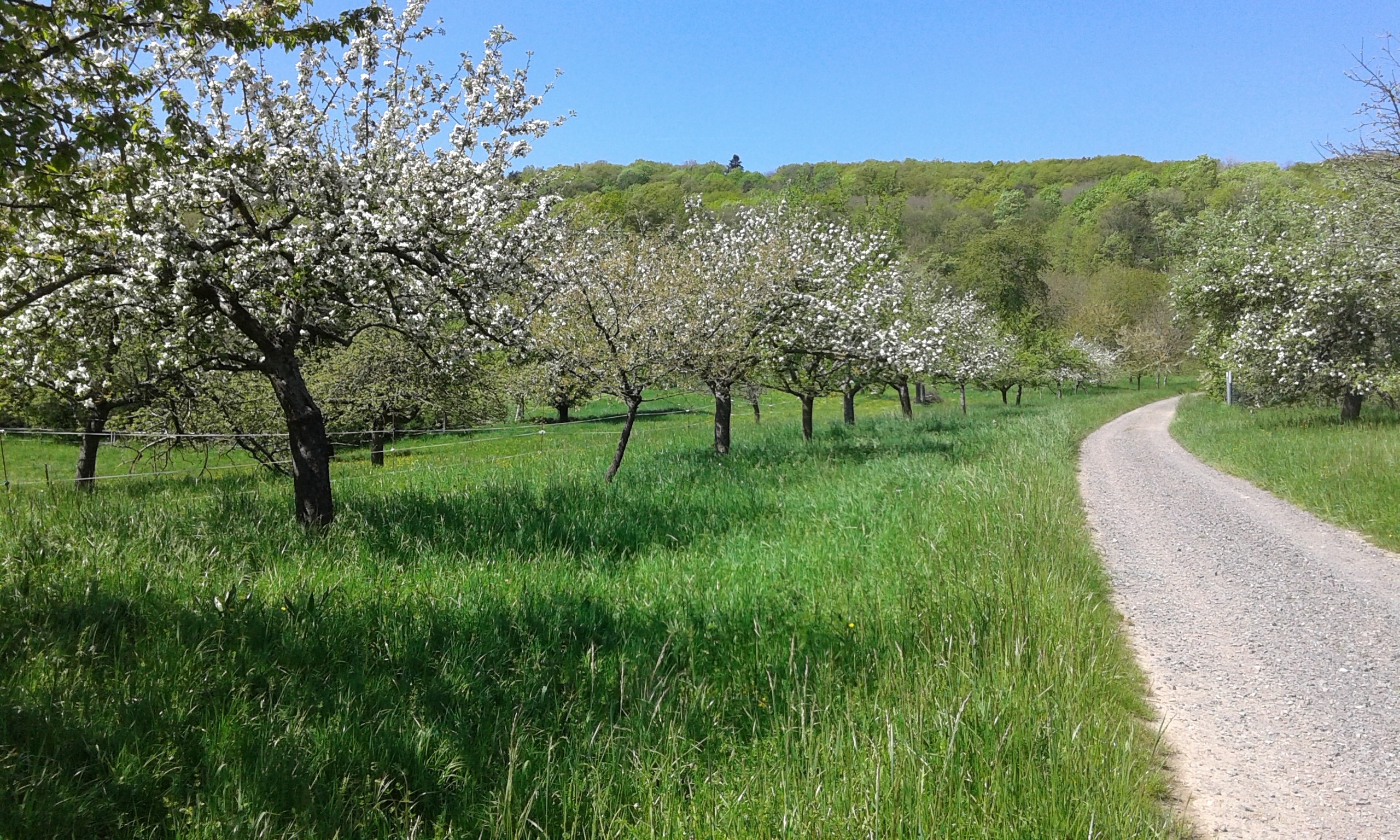 Se balader dans les vergers sur le chemin de St Jacques de Compostelle