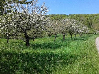 Se balader dans les vergers sur le chemin de St Jacques de Compostelle