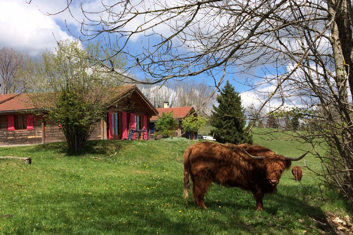 Highlands Cattle devant chalets