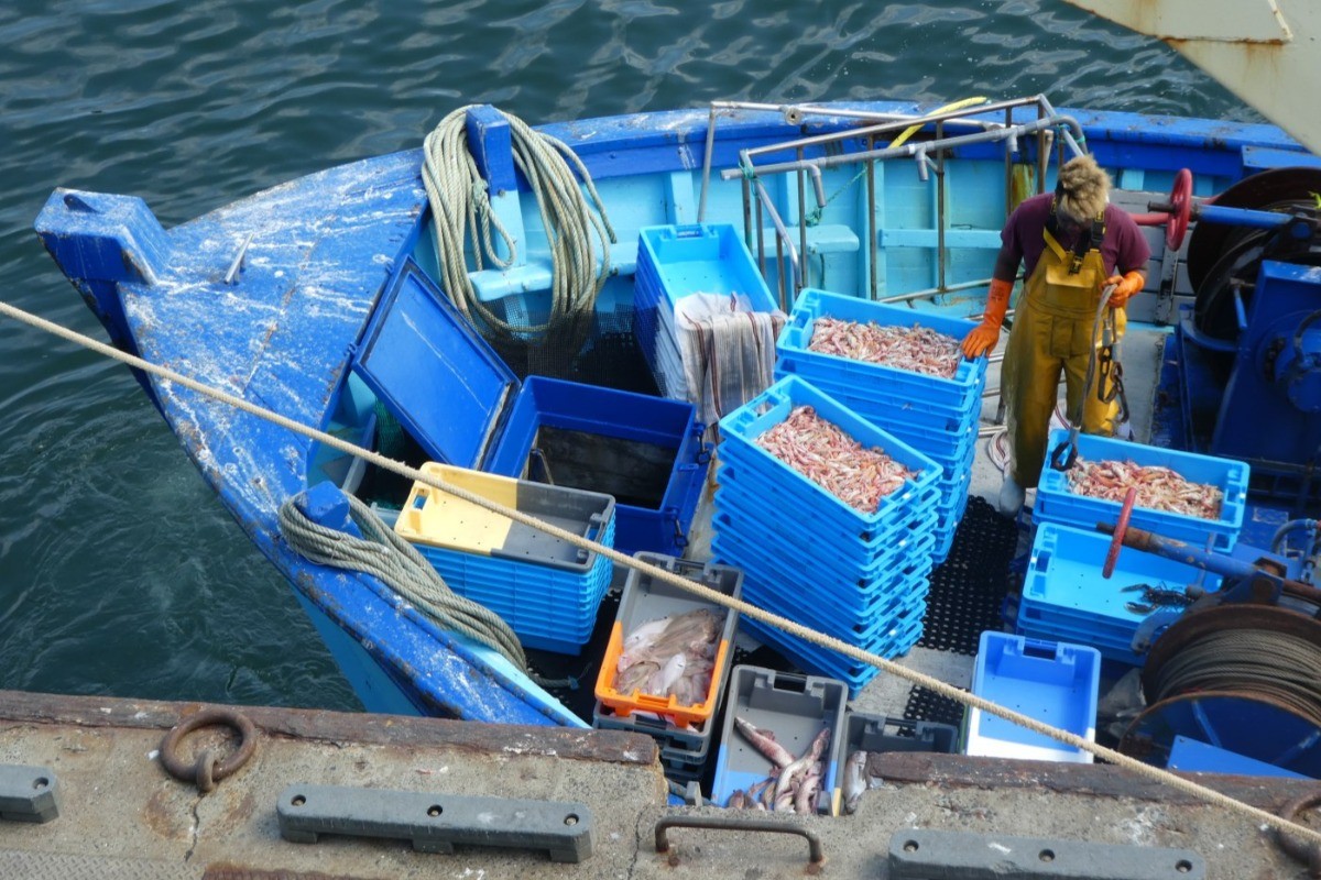 débarquement quotidien des langoustines au port de pêche