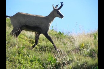 Chamoix - Appartement La Tanière des copains à La Bresse